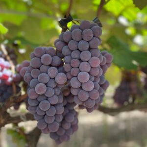 Adega Família Lourençon (3)