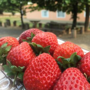 Adega Família Lourençon (6)