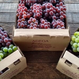 Adega Família Lourençon (7)