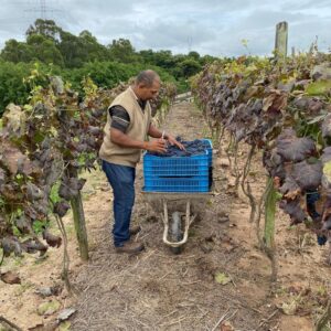 Adega Família Lourençon (8)