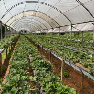 Sitio São José (1) Sitio São José (1)