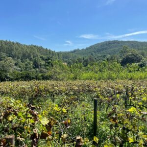 Sitio São José (5) Sitio São José (5)