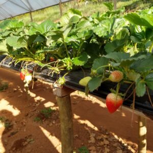 Sitio São José (7) Sitio São José (7)